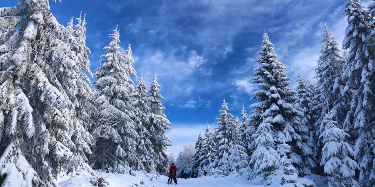 bospad skiën